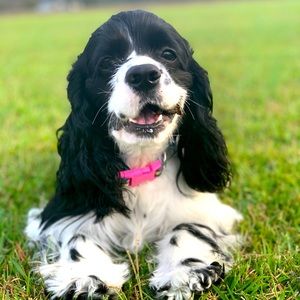 My closet is pet friendly and smoke free.